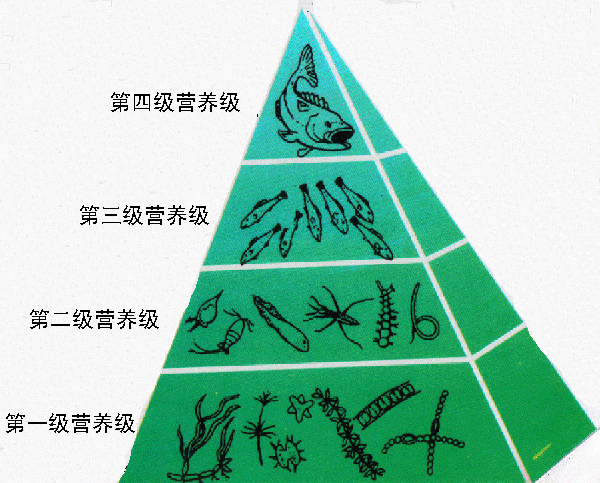 短链脂肪酸食物有哪些_比特币是公有链还是私有链_食物链是从什么开始的