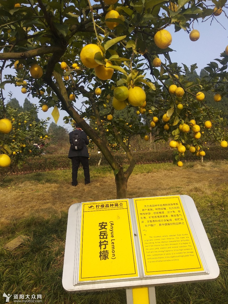 上海有什么地方比较好玩的地方_什么地方产的柠檬比较好_杭州有哪些比较好玩的地方