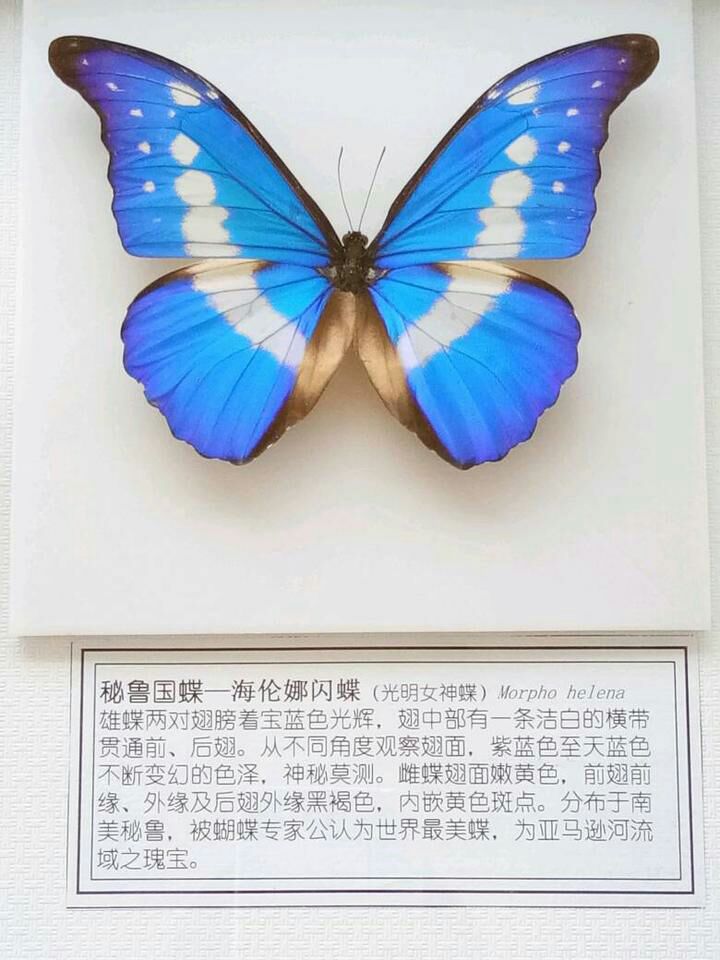 行房前吃什么持久_鸡蛋加什么吃壮阳持久_房行东方网联系电话