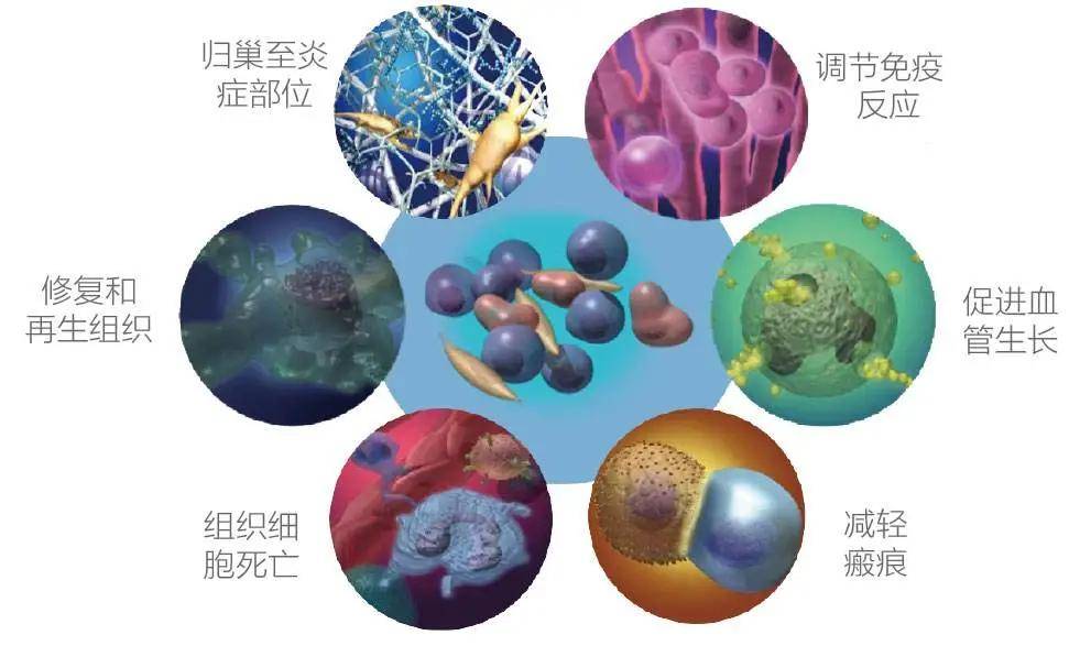 干细胞最好的是乌克兰_细胞核是遗传信息库 是细胞_同时干3个乌克兰美女