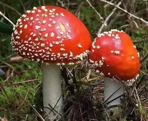 床笠是什么东西_不能在床上吃东西_床上有东西咬人看不见