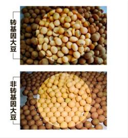 油耳屎的人基因好嗎_油箱有95的油加92油_转基因油有哪些牌子