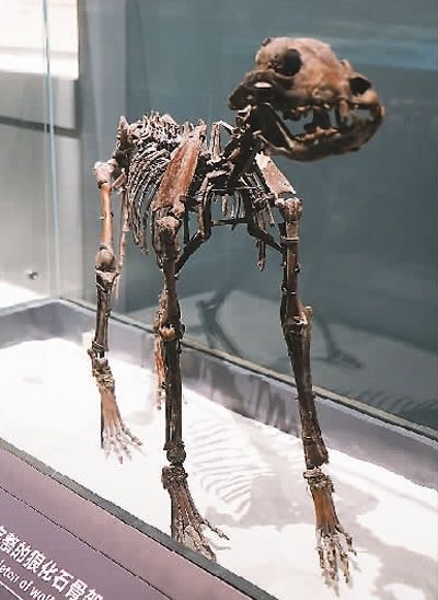 科学家认为自我驯化是_周汝昌认为毛笔是_公务员考试题目认为印刷出 是人们心中 不堪一击