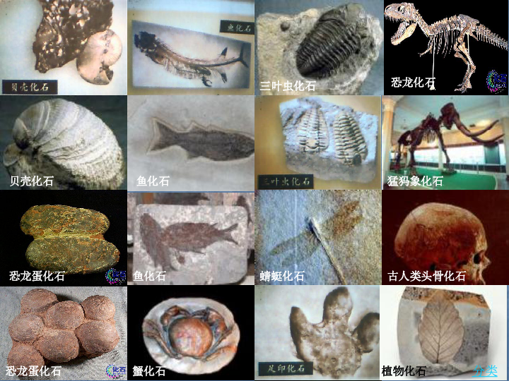 党的艰辛历程的概括_生物进化的历程可以概括为_生物进化的历程实际上是生物与