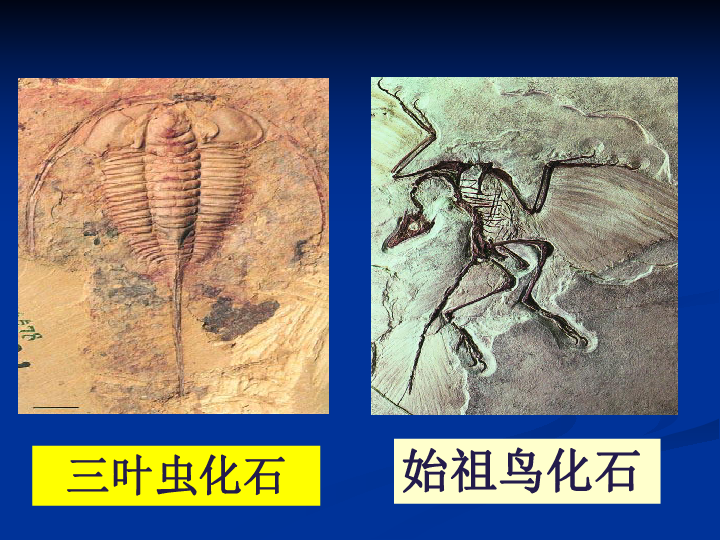 生物进化的历程可以概括为_生物进化的历程历程教案_生物进化的历程实际上是生物与