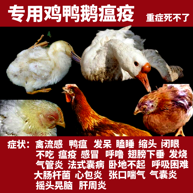 感冒用花椒泡脚最好_牙齿有冷热刺激感吃点什么药好_鹅感冒用什么药效果好