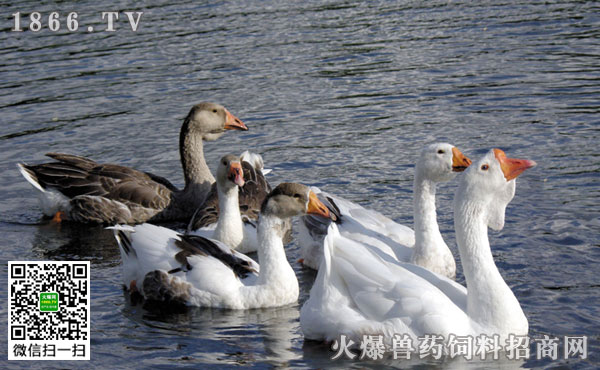 鹅感冒用什么药效果好_牙齿有冷热刺激感吃点什么药好_感冒用花椒泡脚最好