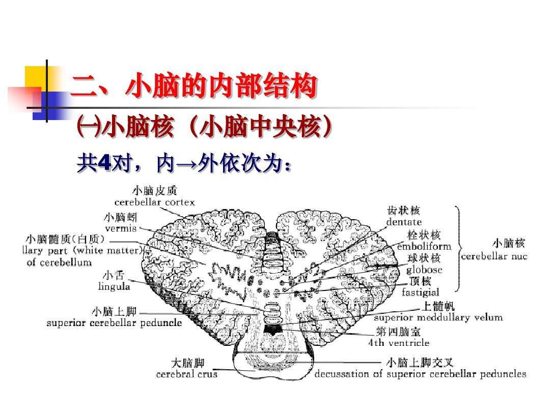 鸣人是十尾人柱力_九尾人柱力是女生_人脑中控制人平衡力的是