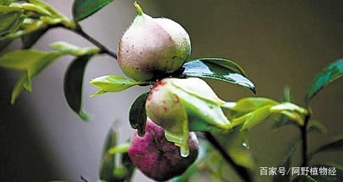茶油2年后是什么颜色_海参泡发后颜色是黄的_茶油2年后是什么颜色