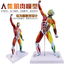 身材管理模具一定要在美容院买吗_美容院的身材管理是不是骗局_身材管理模具骗局