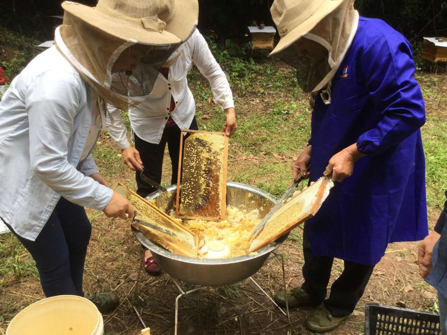 哪里收土蜂蜜_土蜂蜜调制品能标土蜂蜜吗_哪里有收土蜂蜜公司