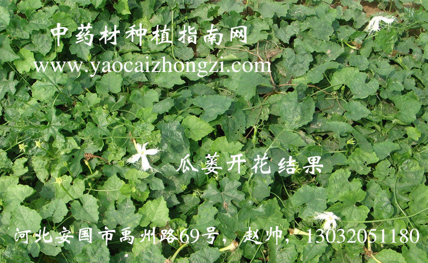 坟前种几棵柏树好_房前屋后种金银花好吗?_怀孕后前位好还是后位好