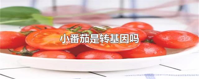 市场上全是转基因番茄_基因检测市场营销方案_美国基因检测市场