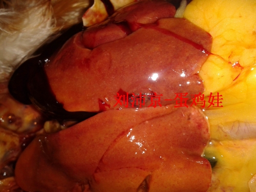 营销与策划专业创新创业型人才培养模式探讨_中国病禽网今日鸡蛋价_鸡病专业网鸡蛋价格探讨