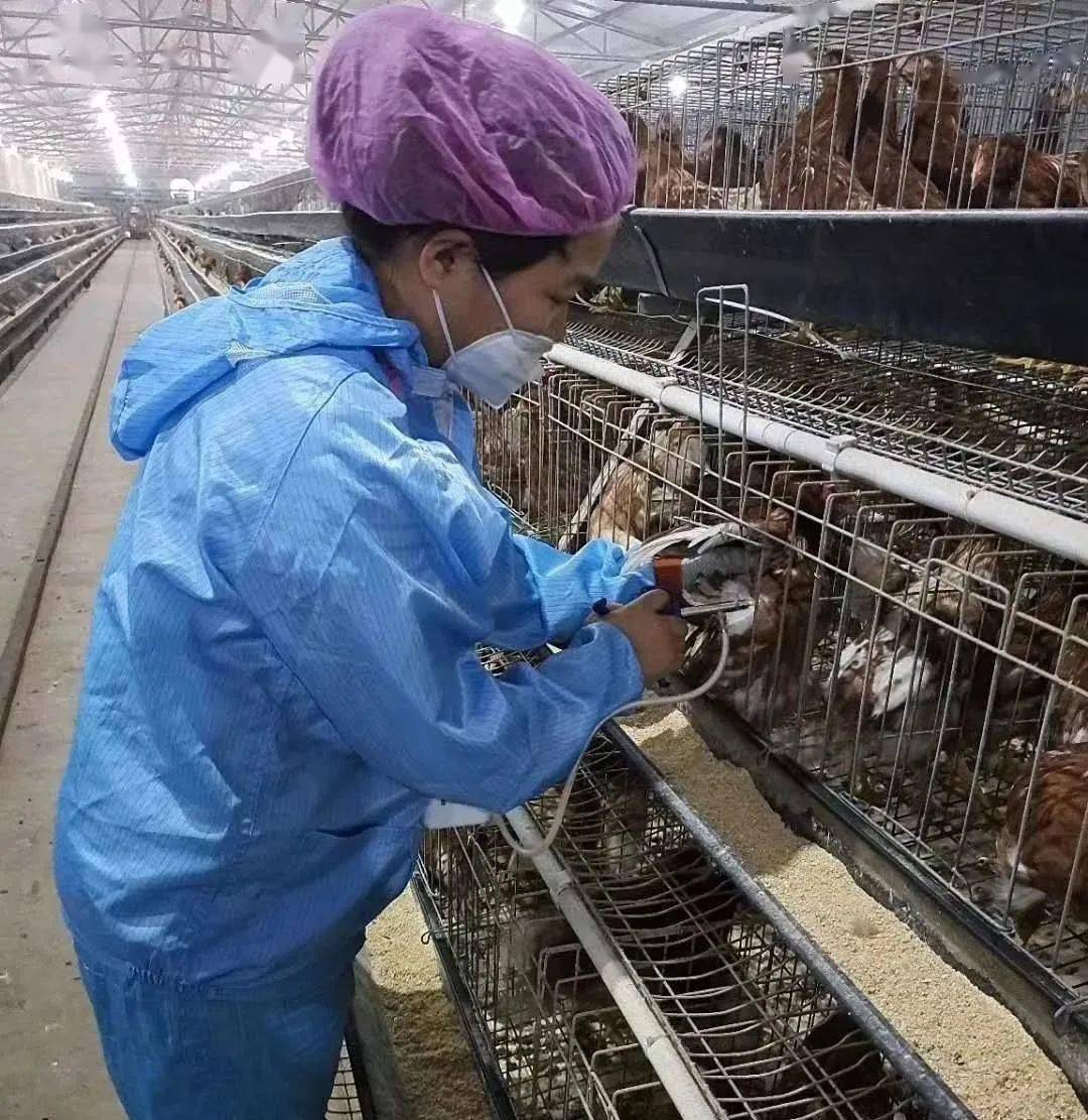 鸡病专业网腺胃出血鸡消瘦_鸡病专业网鸡蛋价格探讨_鸡病专业网鸡流感