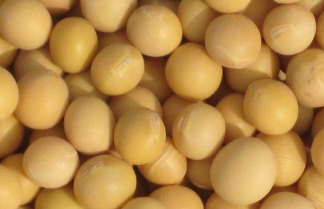 转生长激素基因鲤鱼_中国领导吃转基因食品_转bt基因抗虫棉
