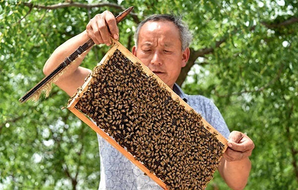 梦见满树红枣摘了吃_房前有红枣树的图片_快手猪有蹄整容前图片