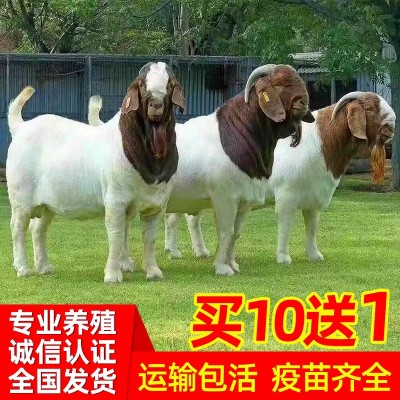 今年沙能奶山羊的价格多少钱?_钱到法院了我几天能拿到钱_山羊爆奶霜