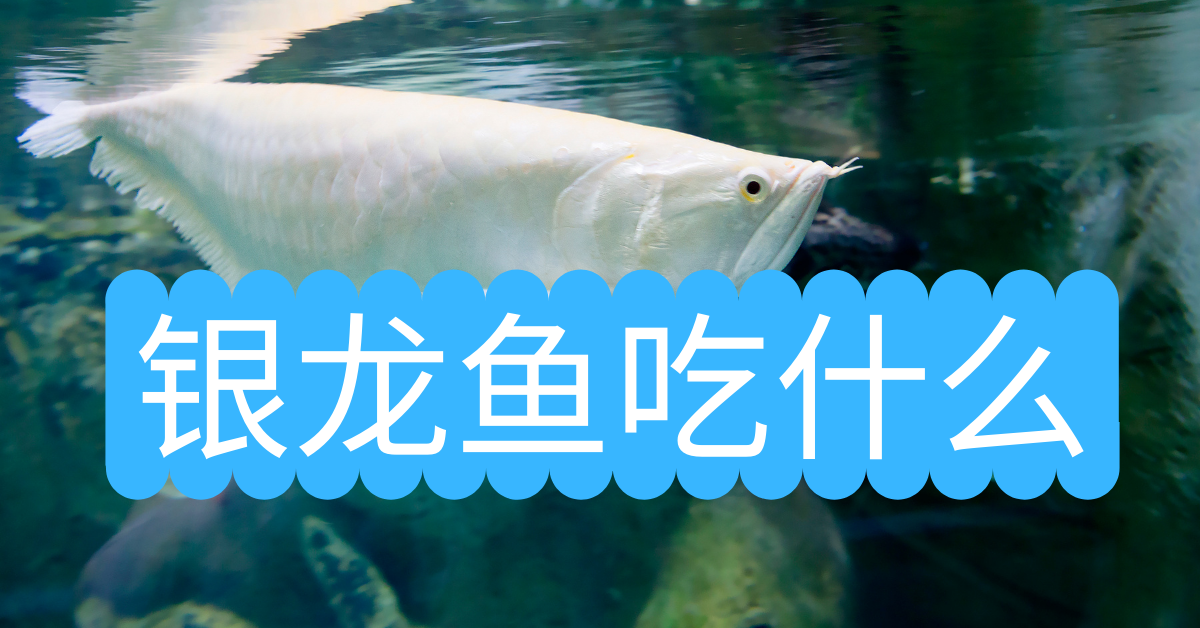 银龙鱼鳞片边缘发红办_换水后银龙不吃东西怎么办_换奶粉后宝宝最近拉稀粑粑 吃妈咪爱可以吗