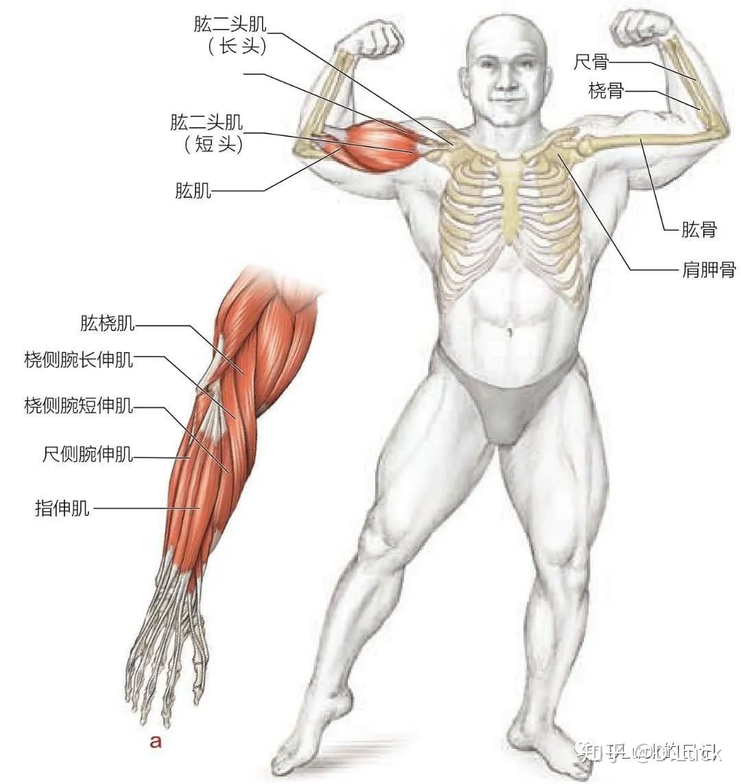 测试身体协调性的动作_身体协调性训练动作_练身体协调能力的动作