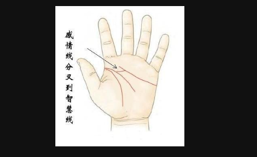 手相智慧线下面分叉_感情线末端有好多分叉_感情线下面有好多分叉