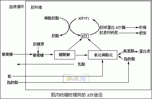 早上6点起床锻炼好不好_早上锻炼身体_早上锻炼好还是晚上好