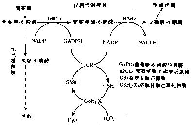 赤霉病麦中毒的主要病原物质是_耐力运动中主要的供能物质是_耐力运动中主要的供能物质是