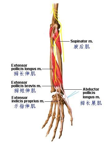 练背阔肌能让肩膀变宽_如何把肩膀练宽_练背阔肌能让肩膀变宽
