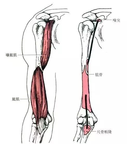 练背阔肌能让肩膀变宽_练背阔肌能让肩膀变宽_如何把肩膀练宽