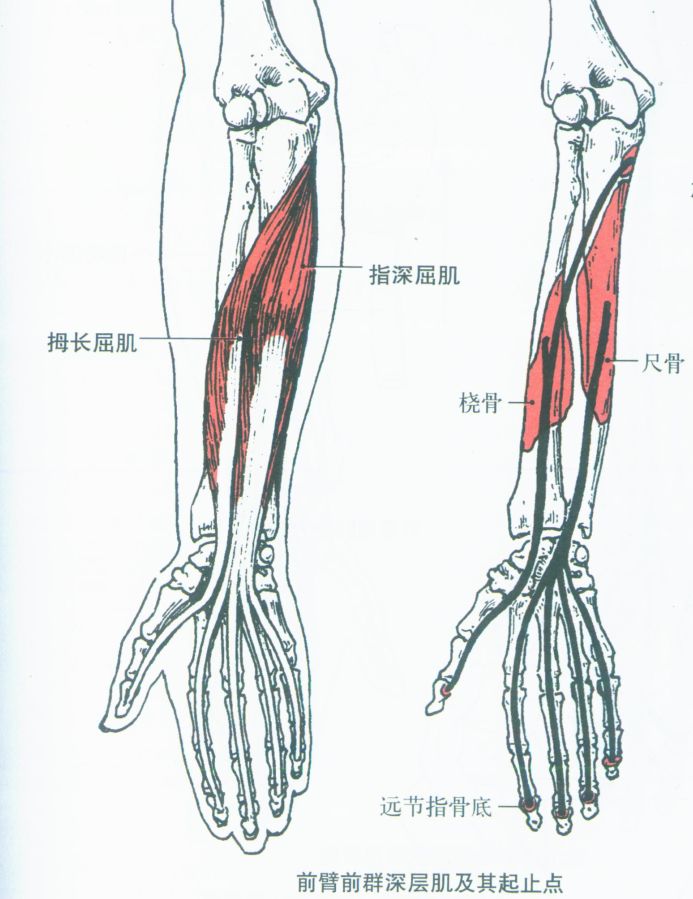 练背阔肌能让肩膀变宽_练背阔肌能让肩膀变宽_如何把肩膀练宽