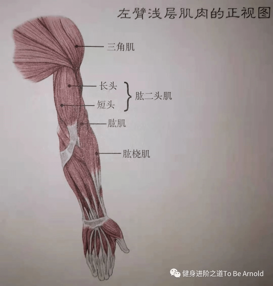 练背阔肌能让肩膀变宽_怎么让肩膀宽_肩膀宽腰细臀宽