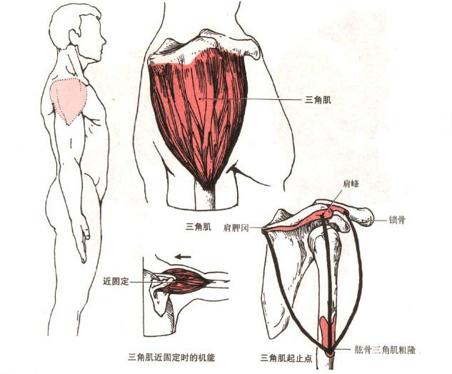 斜方肌下束锻炼动作_锻炼三角肌后束动作_练斜方肌下束的动作