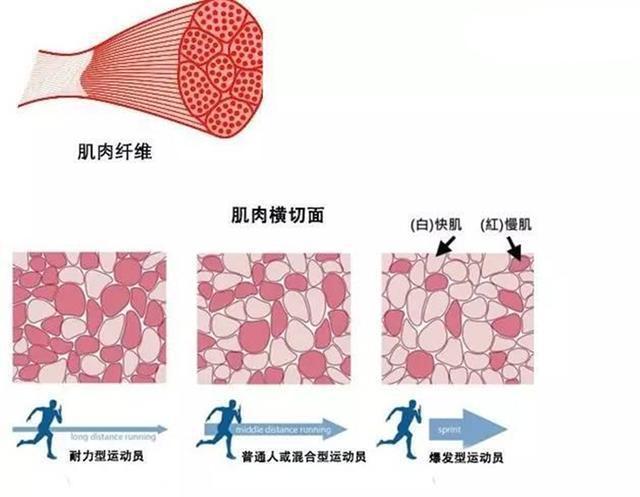 肌肉锻炼每次锻炼多长时间_锻炼肌肉_锻炼时肌肉酸