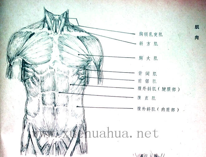 锻炼小腿肌肉方法_肌肉分布图及锻炼方法_后腰肌肉锻炼方法
