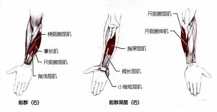 前臂肌分为前 后群 共有_前臂肌后群受什么神经支配_支配大腿前群肌的神经