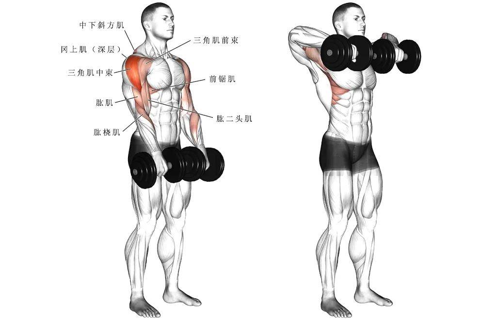 练三角肌后束的动作_健身房练三角肌后束_怎么徒手练三角肌后束