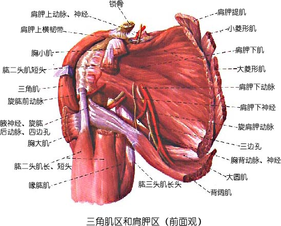 练斜方肌下束的动作_杠铃练后束_健身房练三角肌后束