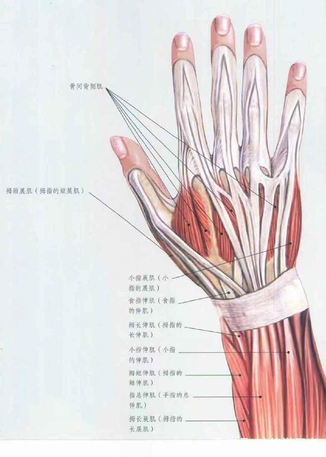 健身房练三角肌后束_练斜方肌下束的动作_杠铃练后束