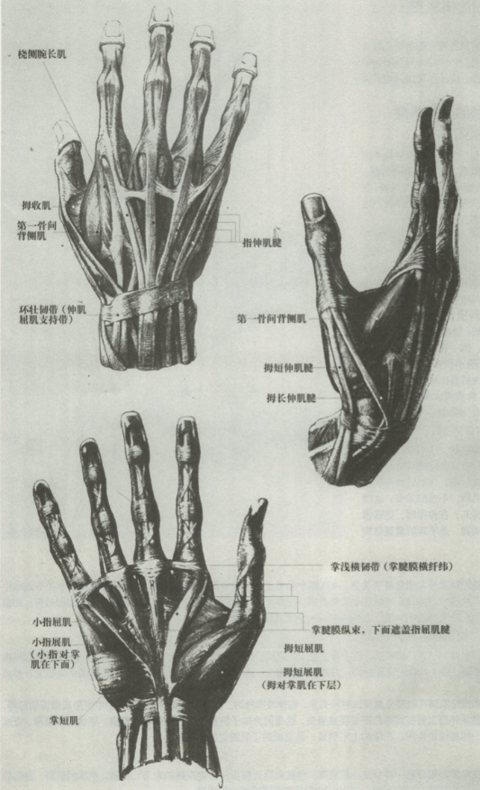 练斜方肌下束的动作_杠铃练后束_健身房练三角肌后束