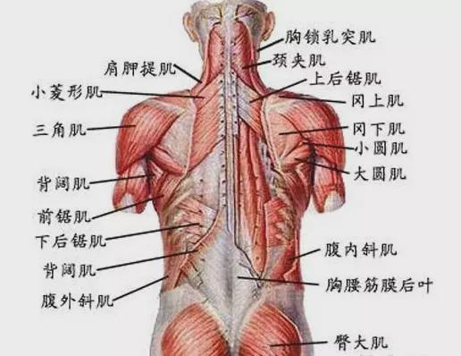 器械腹部肌肉锻炼动作_锻炼下腹部的动作_斜方肌下束锻炼动作