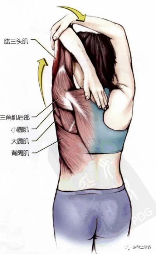健身私教总拉伸摸大腿_健身腿部肌肉拉伸_健身后为什么要拉伸