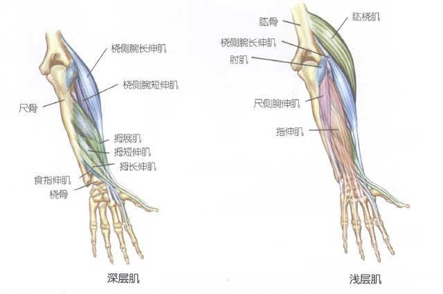 手臂力量训练方法_增加手臂力量和爆发力_女性手臂力量训练方法