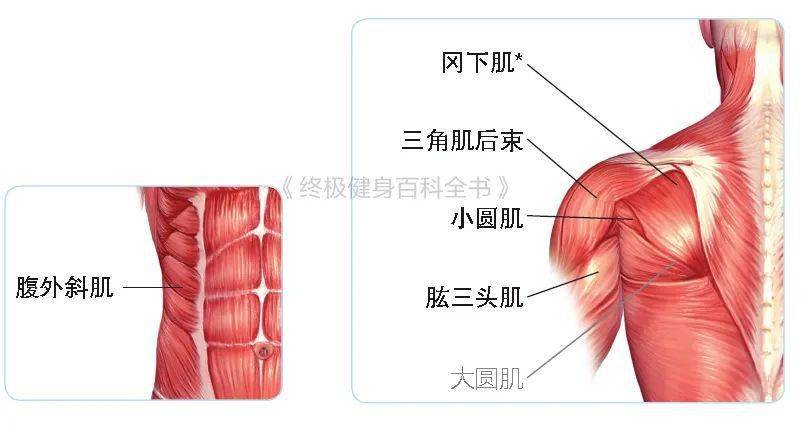 小腿肌肉明显怎么办_怎么练肌肉线条更明显_怎么让肌肉线条明显