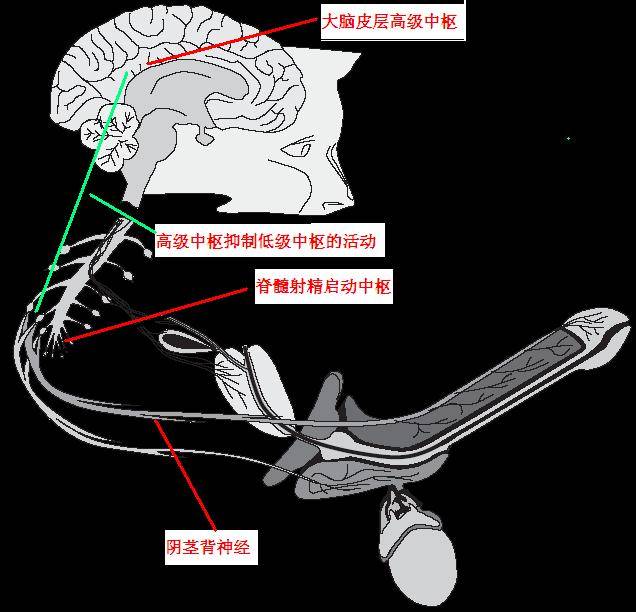 阴茎锻炼冬动态教程_阴茎敏感怎么锻炼_阴茎萎缩的锻炼方法