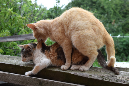 画小猫咪可爱图片大全_猫咪捉鱼游戏规则画成图片_猫咪倒影成老虎图片