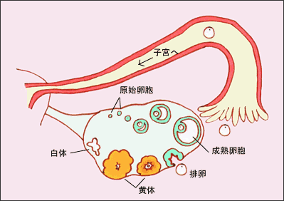 瑜伽入门基础瑜伽初级教程在家练全套_练阴瑜伽开髋的好处_练瑜伽对子宫有好处吗