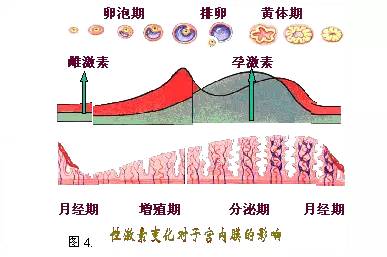 练瑜伽对子宫有好处吗_瑜伽入门基础瑜伽初级教程在家练全套_练阴瑜伽开髋的好处