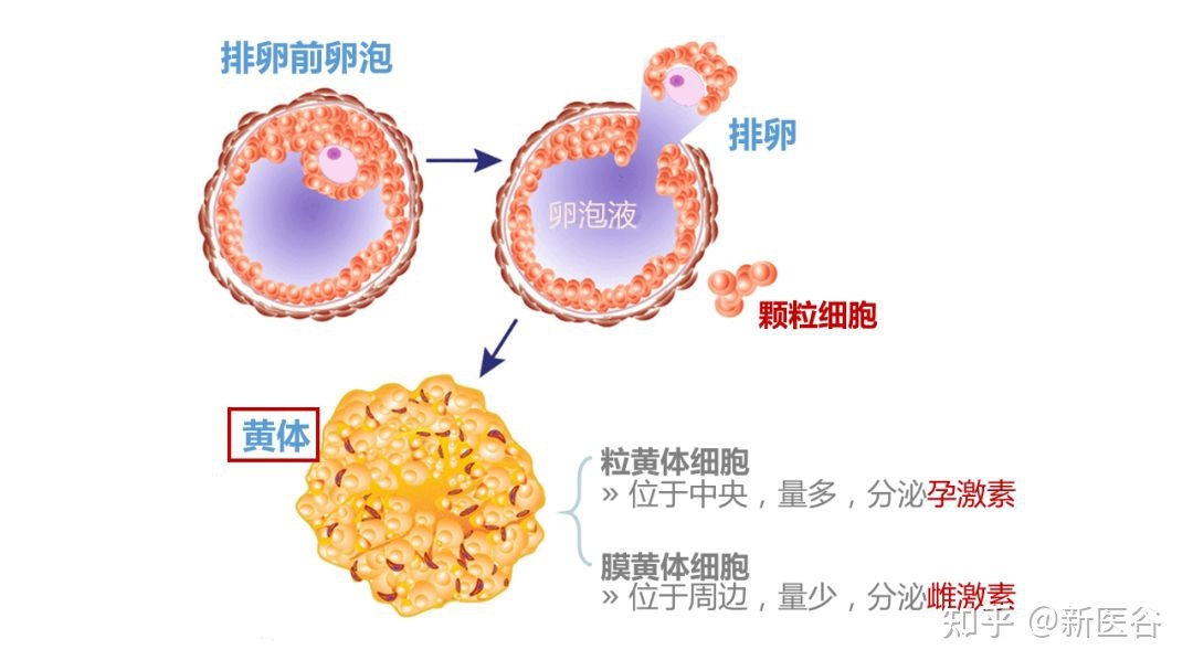瑜伽入门基础瑜伽初级教程在家练全套_练瑜伽对子宫有好处吗_练阴瑜伽开髋的好处