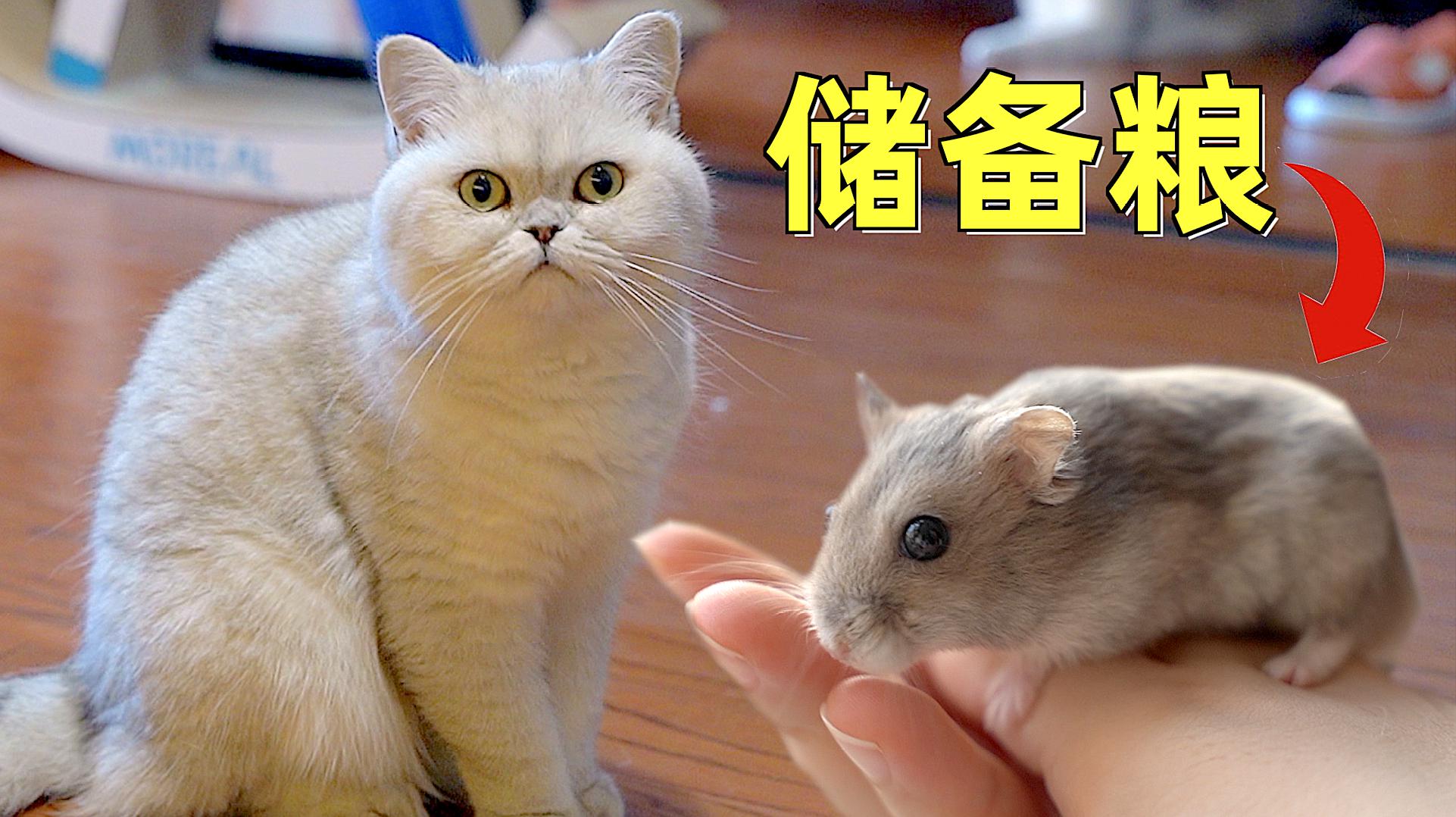 大班体能游戏盲人捉鱼_捉鱼达人游戏_猫咪捉鱼游戏规则画成图片