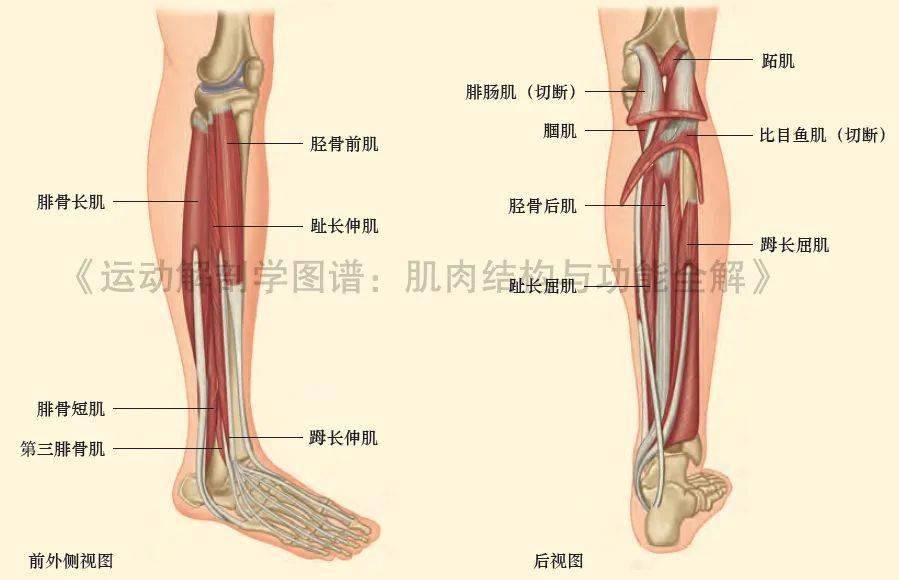 家里腿部肌肉锻炼_腿部肌肉锻炼_腿部锻炼肌肉